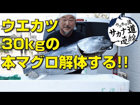 【本マグロ編】３０キロの生本マグロを出刃一本で解体！マグロは肉食から魚食への架け橋だ！！