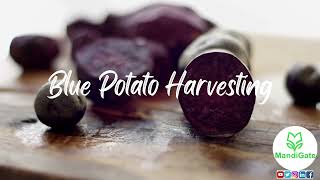 Blue Potato Growing and Harvesting |MandiGate|