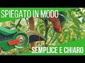 FEMMINELLE POMODORO: COSA, QUANTO E PERCHÃˆ POTARE | ORTO E GIARDINAGGIO