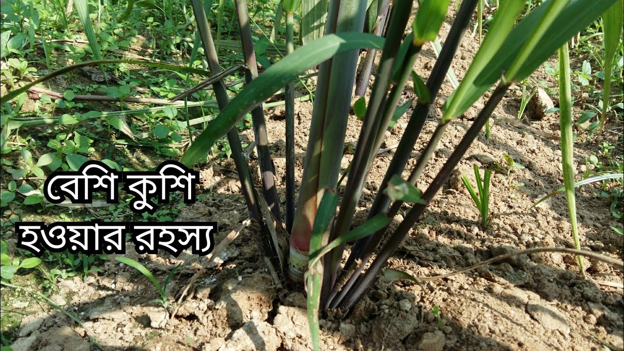 এই পদ্ধতিতে আখ চাষ করলে কুশি বেশি হয়। ফিলিপাইন আখ