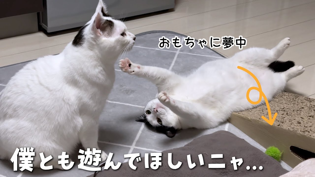 大掃除したら保護当時お気に入りだったおもちゃが出てきて妹猫が夢中になりました　95話