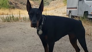 Doberman Focus Training