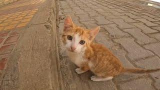 The little cat,Ginger,was drinking from the ground,so I came and gave food to her and her cute mothe