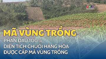 Phấn đấu 100% diện tích chuối hàng hóa được cấp mã vùng trồng | THLC