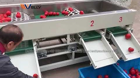 Video of tomato sorting machine by size