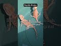 Fascinating Reptile Facts You Didn&#39;t Know 13. #reptileworld #beardeddragon #reptiles #lizard #facts