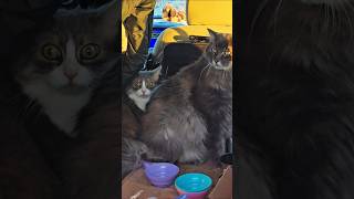 Virtusveritas Cats, Seagulls, Fears Honor, Dignity The Pursuit Of Truth March 2025 Mtl