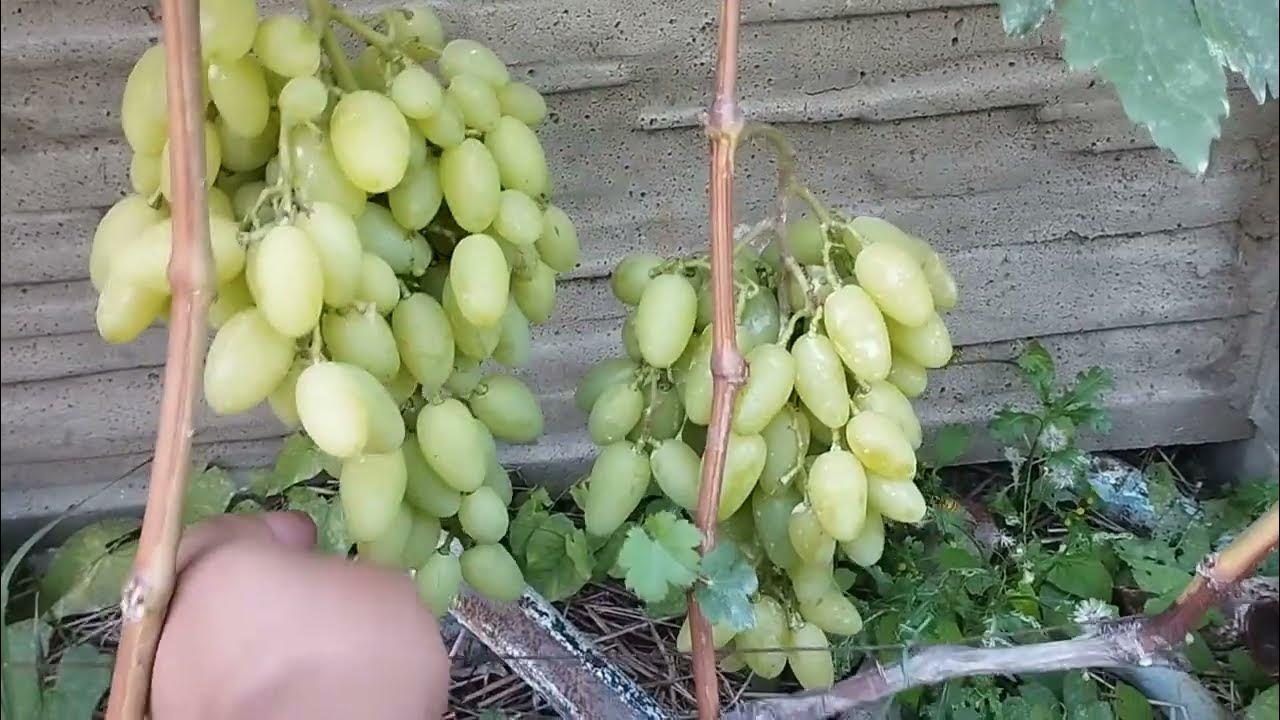 УЛЬТРАРАННИЕ ФОРМЫ ВИНОГРАДА 2020года. АЛЬЯНС , ДЖИНА , КРАСНАЯ ПЛАНЕТА. - YouTu