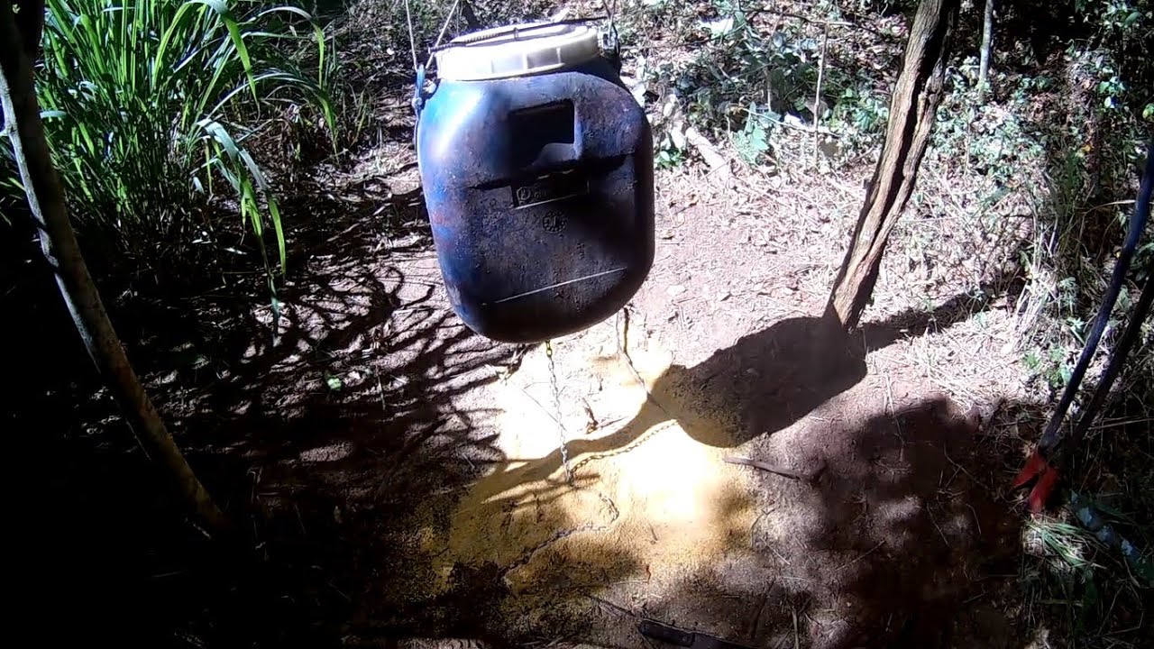 Tratadores de galão na ceva de javali...