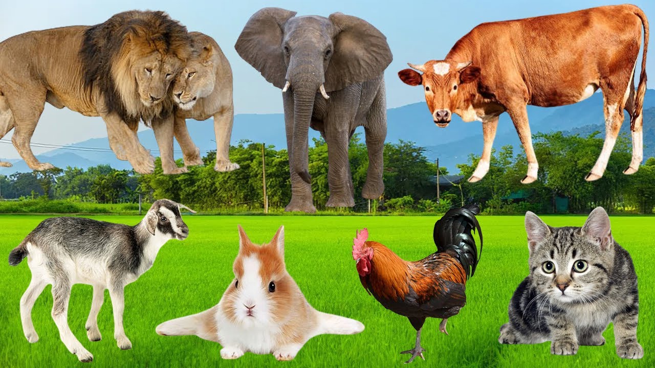 Discover Animals: Sheep, Pig, Chicken, Cow, Duck, Goat, Horse, Dog - Animal Sounds