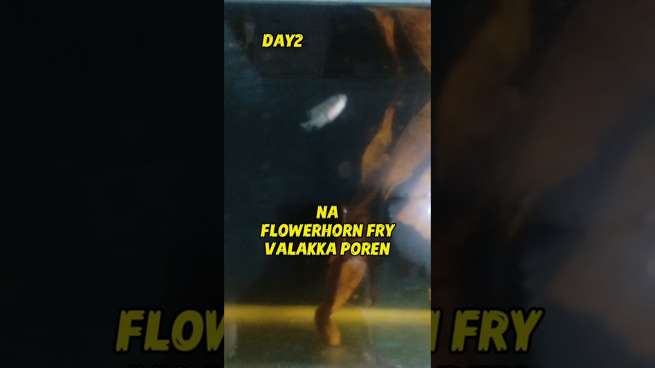 DAY 2 NA FLOWERHORN FRY VALAKKA POREN