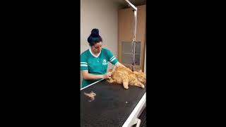 Cat Grooming 101- What You Need To Know: Brought to you by FIDUS Pet Concierge