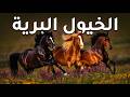 لا أسوار. لا أصحاب. لا قيود. — آخر الخيول الحرة على وجه الأرض