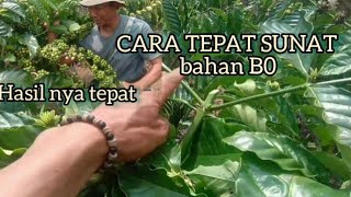 CARA TEPAT MELAKUKAN SUNAT(coak) BAHAN B0 AGAR MAXIMAL