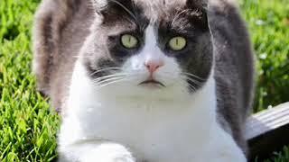 FCCC Cat Talk - Buddy Year 1 by Feral Cat Caretakers’ Coalition 49 views 3 years ago 3 minutes, 50 seconds