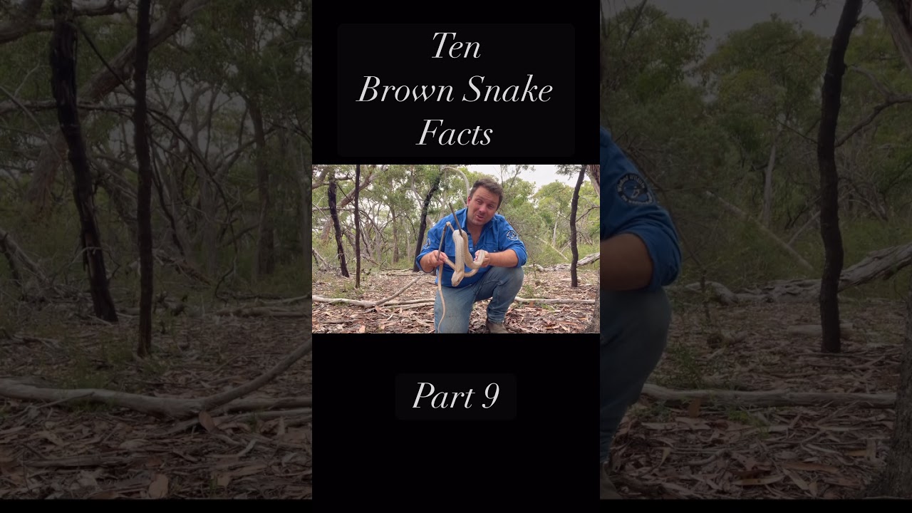 10 Things You Didn&rsquo;t Know About The Eastern Brown Snake - Part 9