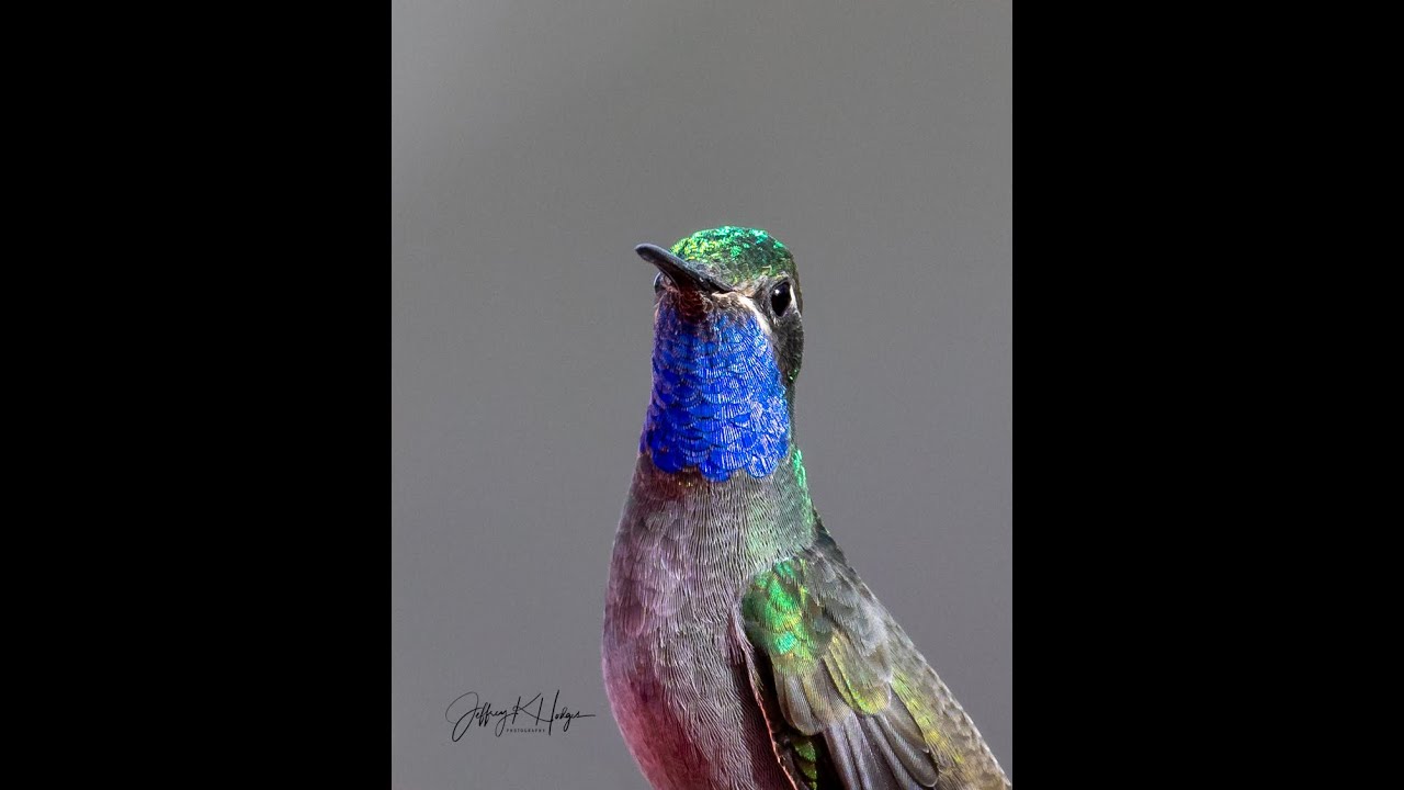 Cave Creek Ranch with amazing Wildlife, Hiking and Birds