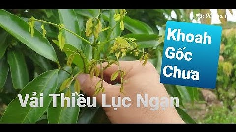 Khoanh Gốc Bắt Hoa Vải Thiều Lục Ngạn l Núi Đồi Lục Ngạn