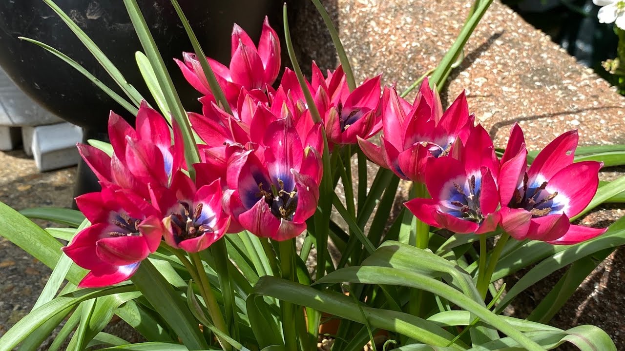 Gardening Year 2024 - Spring (1) 