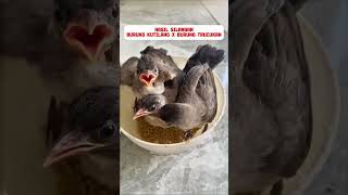 Download Lagu Silangan burung kutilang dengan burung trucukan #burung #mangkicauoffecial #birds #burungkicau MP3 Download Lagu Silangan burung kutilang dengan burung trucukan #burung #mangkicauoffecial #birds #burungkicau MP3