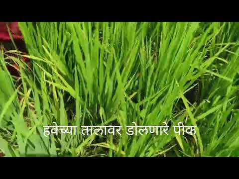 पेसा गावात हवामान अनुकूल तंत्रज्ञानाचे प्रात्यक्षिक