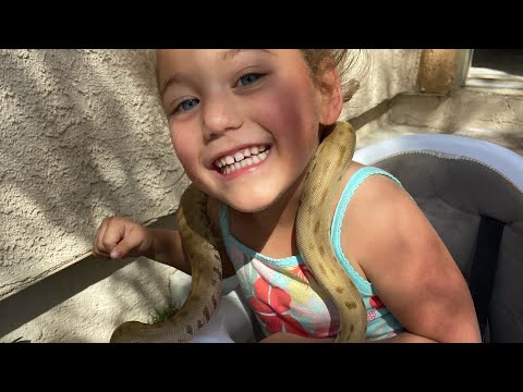 Green Burmese Python