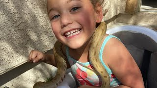 Green Burmese Python