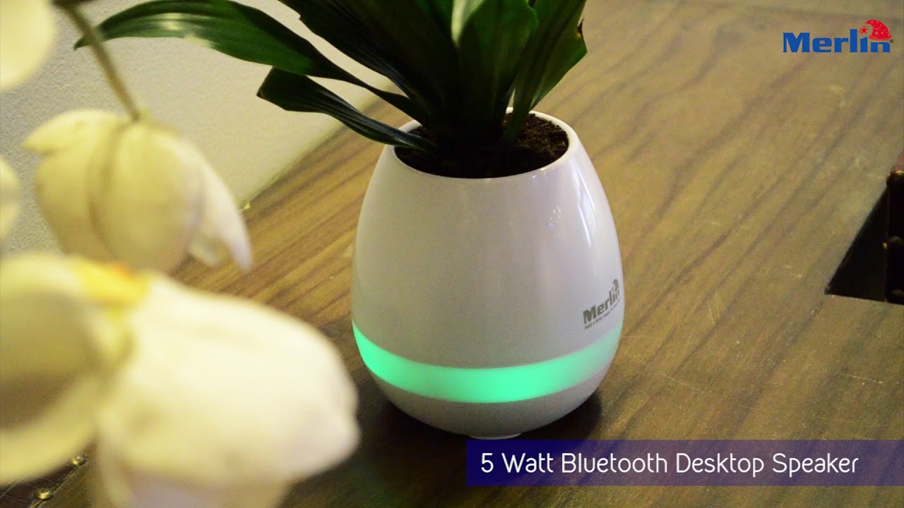 Merlin Musical Plant