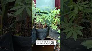 Menanam singkong di polybag #urbangardening #homegardening #gardening #garden #video #reels