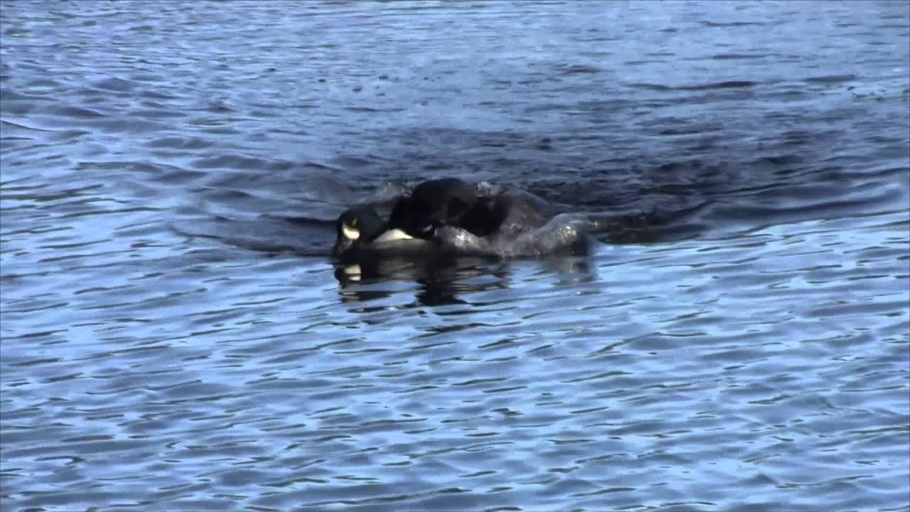 Alaska Barrow's Goldeneye 11 26 14 