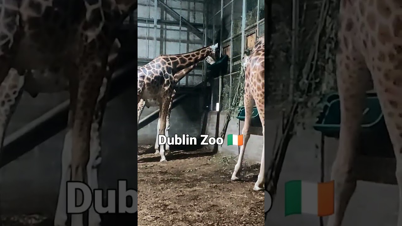 Dublin Zoo | Best place for Family outing in Ireland | Exploring Ireland