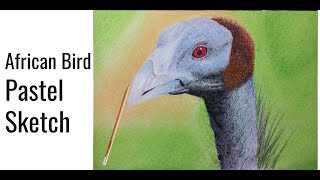 African Bird Pastel Sketch | Vulturine Guinea Fowl | Pencil Sketch screenshot 4