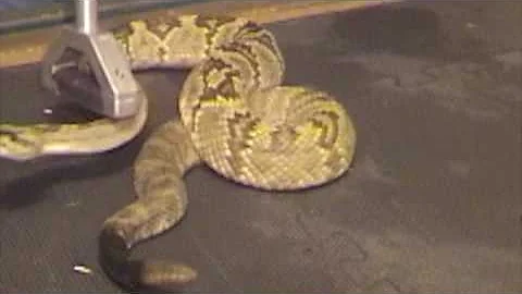 Blacktailed Rattlesnake (Crotalus m. molossus) venom extraction at KRZ