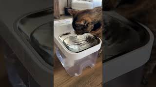 The Cat Fountain Every Cat Parent Needs 🐾