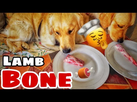 فيديو: شركة Pet Center، Inc. تستدعي طواعية حلوى Lamb Dog