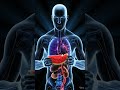 This Will Shock You! | Don’t Watch Alone 😳human body eat the watermelon and see his inside the body