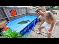 Buying a 1,500 gallon pool pond to add monster fish in…