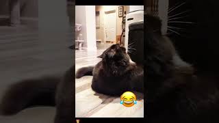 Funny Voiceover Compilation #talking #animals #voiceover #fyp #crea...