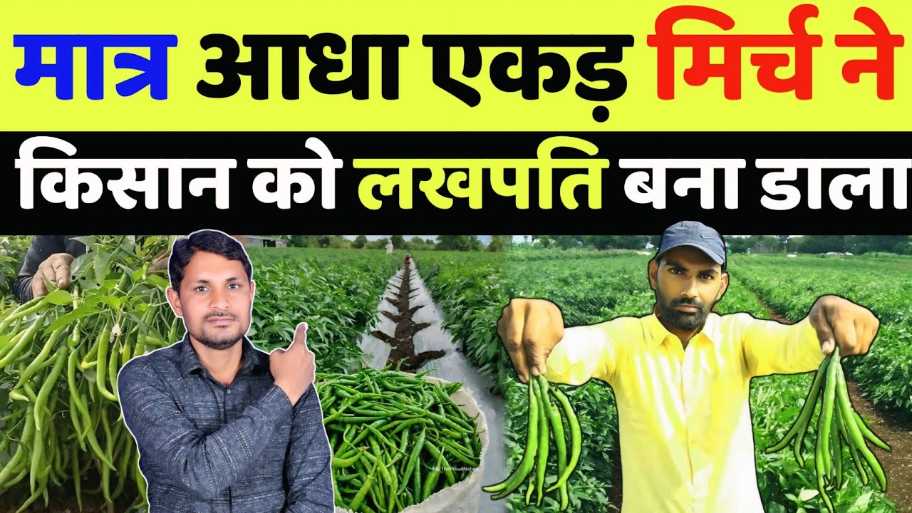 हरी मिर्च की खेती कब और कैसे करें | mirch ki kheti kaise kare | chilli cultivation in hindi
