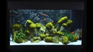 Juwel Aquarium Rio 125 Einrichtungsbeispiel / Tutorial