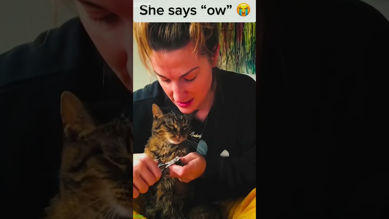 Funny Pets 🥰 funny cats fighting 😻 # 