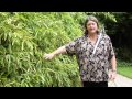 How to Prune Bamboo - Instructional Video w/ Plant Amnesty