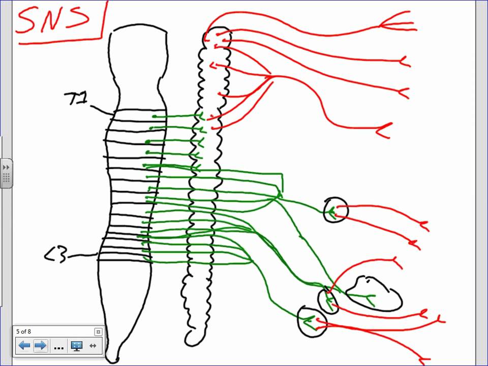 Autonomic Nervous System Anatomy Introduction.pptx - YouTube