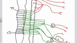 Autonomic Nervous System Anatomy Introduction.pptx