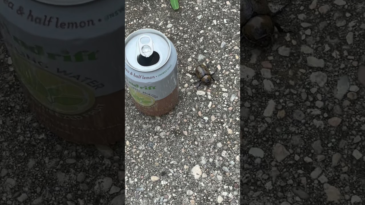 Found a HUGE Beetle 🪲
