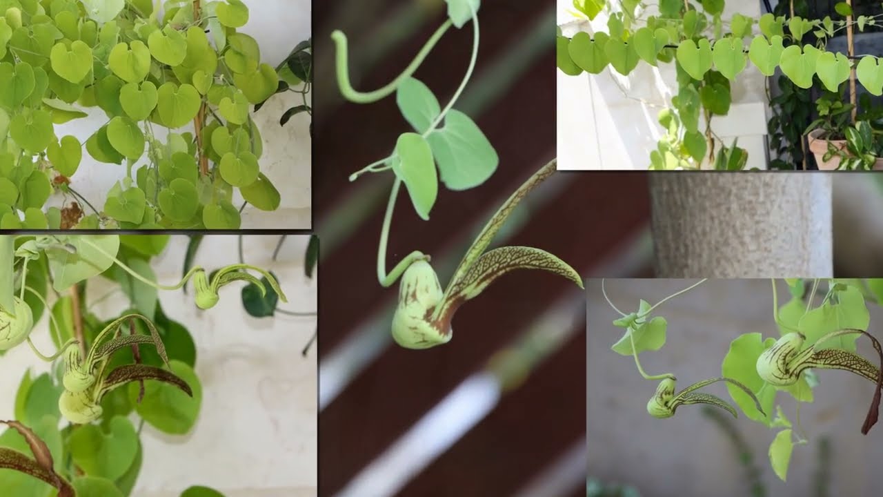ספלול רינגנס 🌿 Aristolochia ringens 