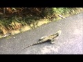 Lizard running in slow motion