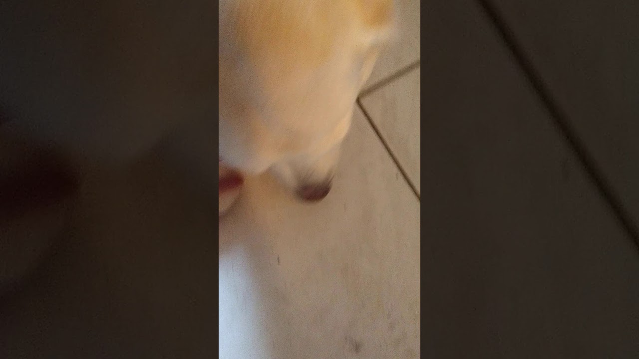 Hund hat ein Pickel auf der Nase YouTube