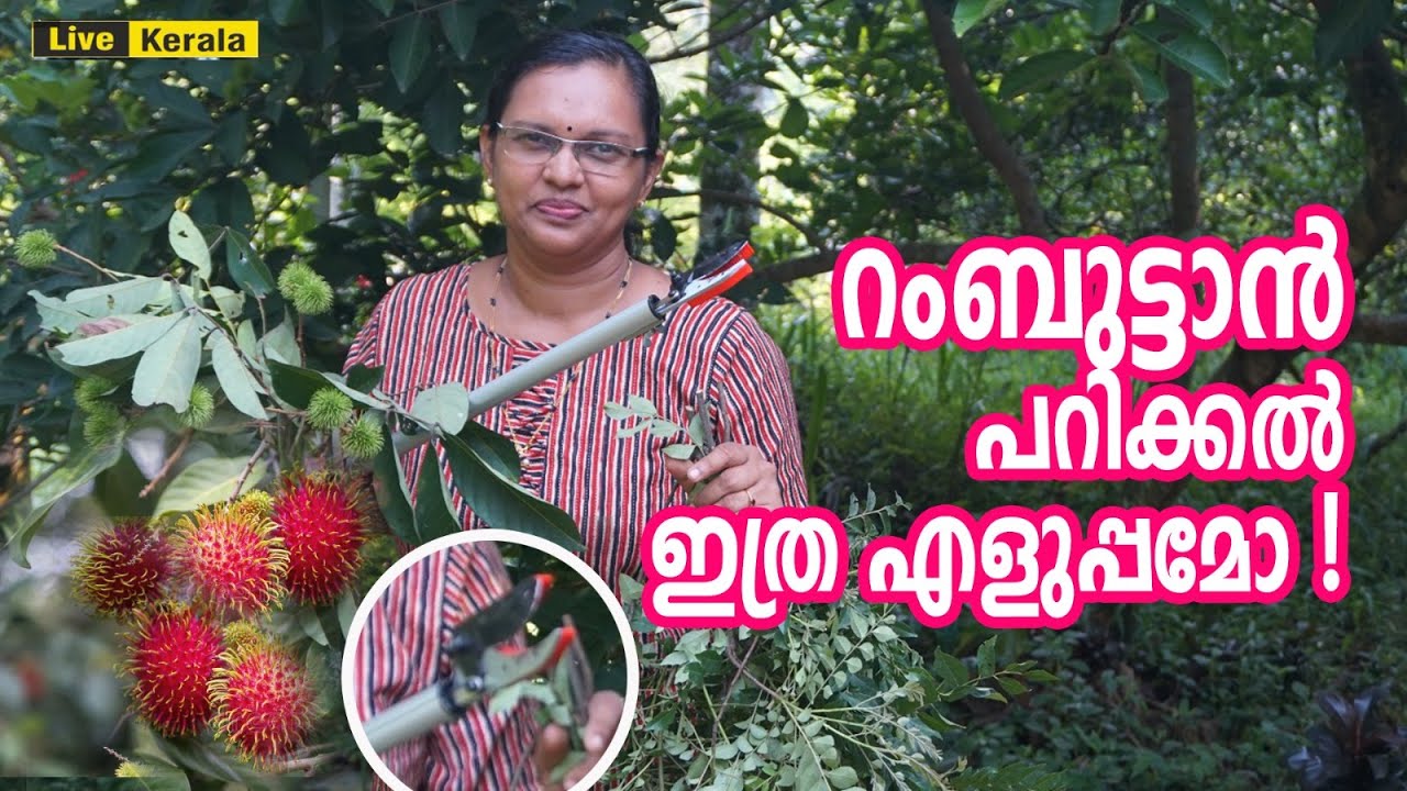 റംബുട്ടാൻ പറിക്കൽ ഇത്ര എളുപ്പമോ ! |  Telescopic Cut and Hold Pruner