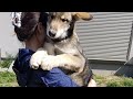 狼犬 驚異の成長スピード